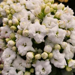 Kalanchoe con flores blancas